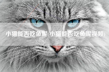 小猫能否吃鱼呢(小猫能否吃鱼呢视频)