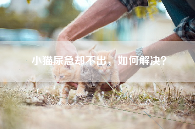 小猫尿急却不出，如何解决？