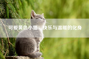 可爱黄色小猫：快乐与温暖的化身