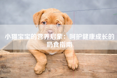 小猫宝宝的营养启蒙：呵护健康成长的奶食指南