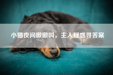 小猫夜间嗷嗷叫，主人疑惑寻答案