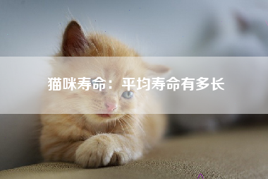 猫咪寿命：平均寿命有多长