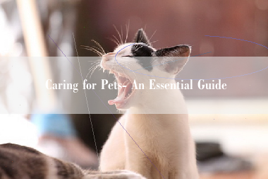 Caring for Pets- An Essential Guide