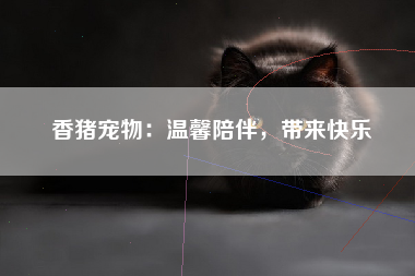 香猪宠物：温馨陪伴，带来快乐