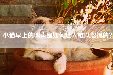 小猫早上的叫声是如何让人难以忽视的？