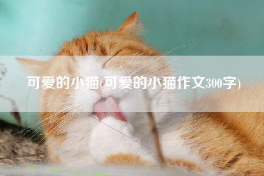 可爱的小猫(可爱的小猫作文300字)