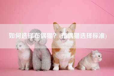 如何选择布偶猫？(布偶猫选择标准)