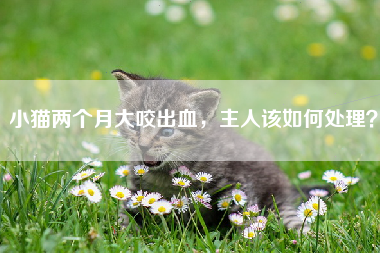 小猫两个月大咬出血，主人该如何处理？