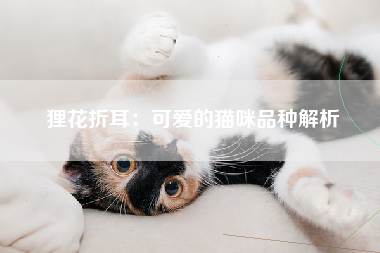 狸花折耳：可爱的猫咪品种解析