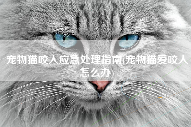 宠物猫咬人应急处理指南(宠物猫爱咬人怎么办)