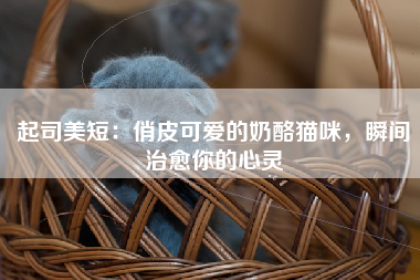 起司美短：俏皮可爱的奶酪猫咪，瞬间治愈你的心灵