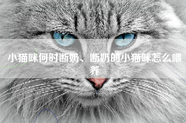 小猫咪何时断奶、断奶的小猫咪怎么喂养