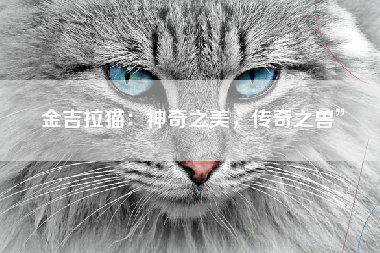 金吉拉猫：神奇之美，传奇之兽”