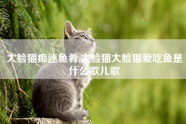 大脸猫痴迷鱼肴,大脸猫大脸猫爱吃鱼是什么歌儿歌