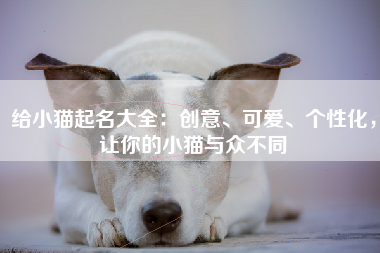 给小猫起名大全：创意、可爱、个性化，让你的小猫与众不同