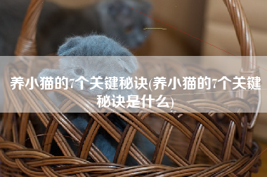 养小猫的7个关键秘诀(养小猫的7个关键秘诀是什么)