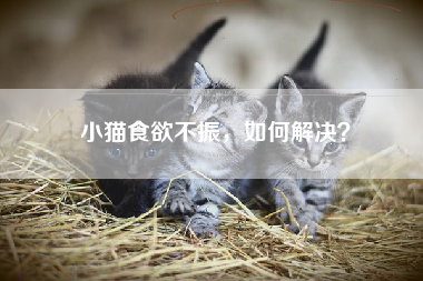 小猫食欲不振，如何解决？