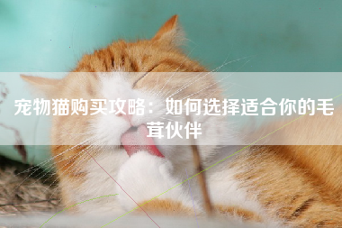 宠物猫购买攻略：如何选择适合你的毛茸伙伴