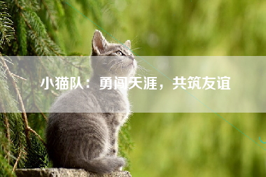 小猫队：勇闯天涯，共筑友谊