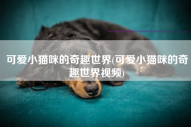 可爱小猫咪的奇趣世界(可爱小猫咪的奇趣世界视频)