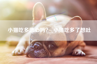 小猫吃多恶心吗？_小猫吃多了想吐