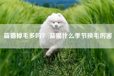 蓝猫掉毛多吗？;蓝猫什么季节换毛厉害