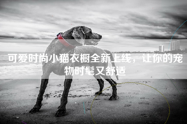 可爱时尚小猫衣橱全新上线，让你的宠物时髦又舒适