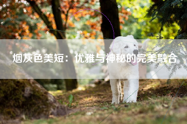 烟灰色美短：优雅与神秘的完美融合