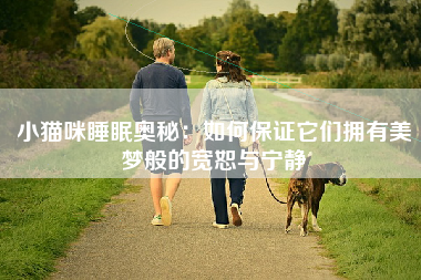 小猫咪睡眠奥秘：如何保证它们拥有美梦般的宽恕与宁静