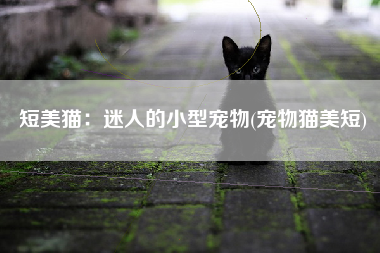 短美猫：迷人的小型宠物(宠物猫美短)