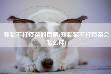 宠物不打疫苗的后果(宠物猫不打疫苗会怎么样)