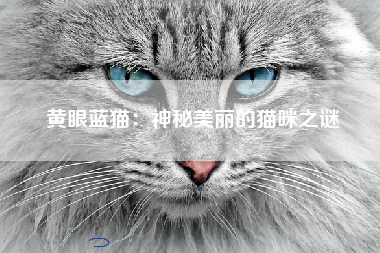 黄眼蓝猫：神秘美丽的猫咪之谜