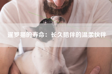 暹罗猫的寿命：长久陪伴的温柔伙伴