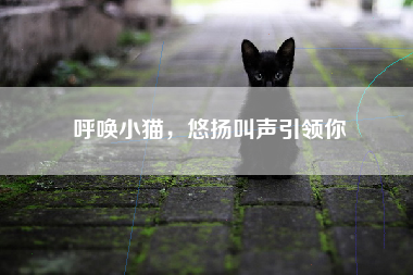 呼唤小猫，悠扬叫声引领你