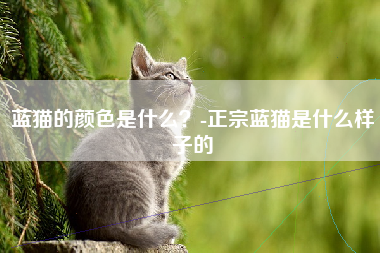 蓝猫的颜色是什么？-正宗蓝猫是什么样子的