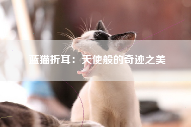 蓝猫折耳：天使般的奇迹之美