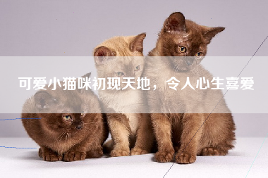 可爱小猫咪初现天地，令人心生喜爱