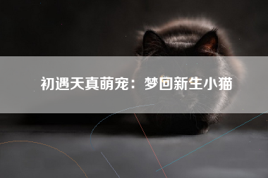 初遇天真萌宠：梦回新生小猫