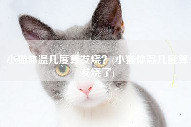 小猫体温几度算发烧？(小猫体温几度算发烧了)