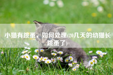 小猫有跳蚤，如何处理(20几天的幼猫长跳蚤了)