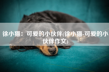 徐小猫：可爱的小伙伴(徐小猫-可爱的小伙伴作文)