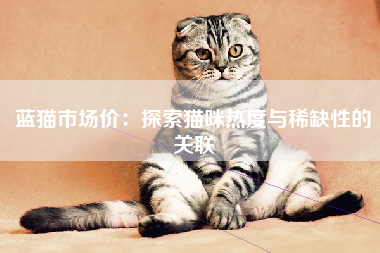 蓝猫市场价：探索猫咪热度与稀缺性的关联