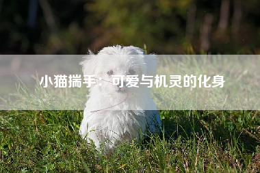 小猫揣手：可爱与机灵的化身