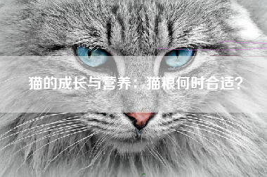 猫的成长与营养：猫粮何时合适？