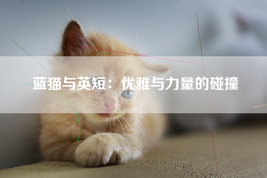 蓝猫与英短：优雅与力量的碰撞