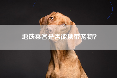 地铁乘客是否能携带宠物？