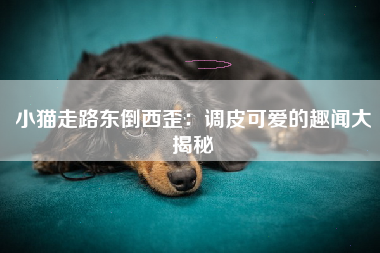 小猫走路东倒西歪：调皮可爱的趣闻大揭秘