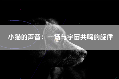 小猫的声音：一场与宇宙共鸣的旋律