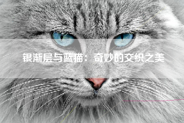 银渐层与蓝猫：奇妙的交织之美