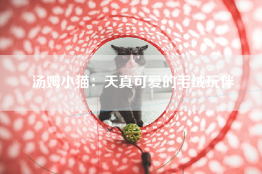 汤姆小猫：天真可爱的毛绒玩伴